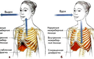 Дыхание и дыхательные мышцы: механизм вдоха и выдоха