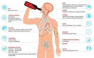 Что произойдет с алкоголем при попадании в организм человека?